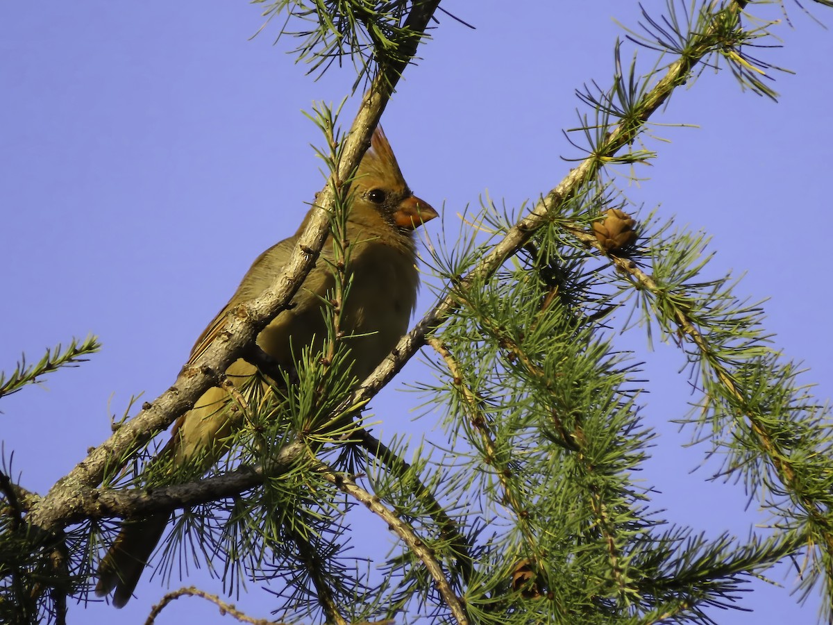 Northern Cardinal - ML642681829