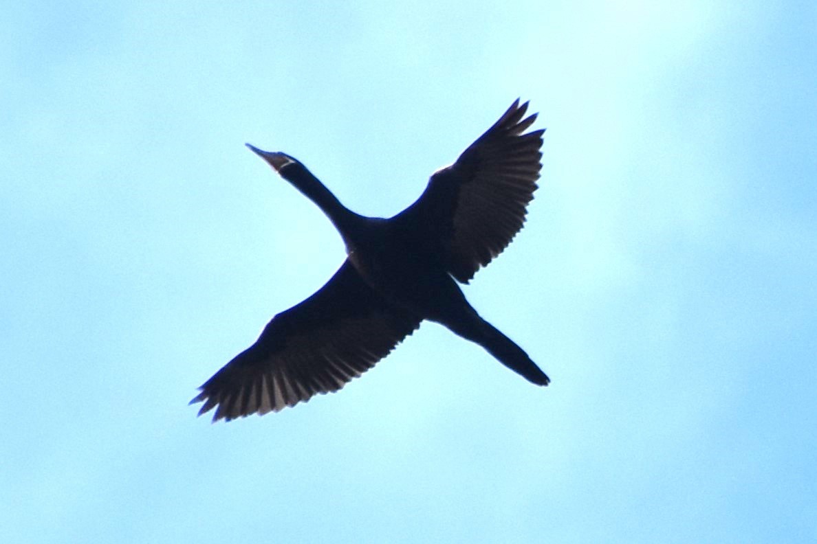 Cormoran vigua - ML642681858