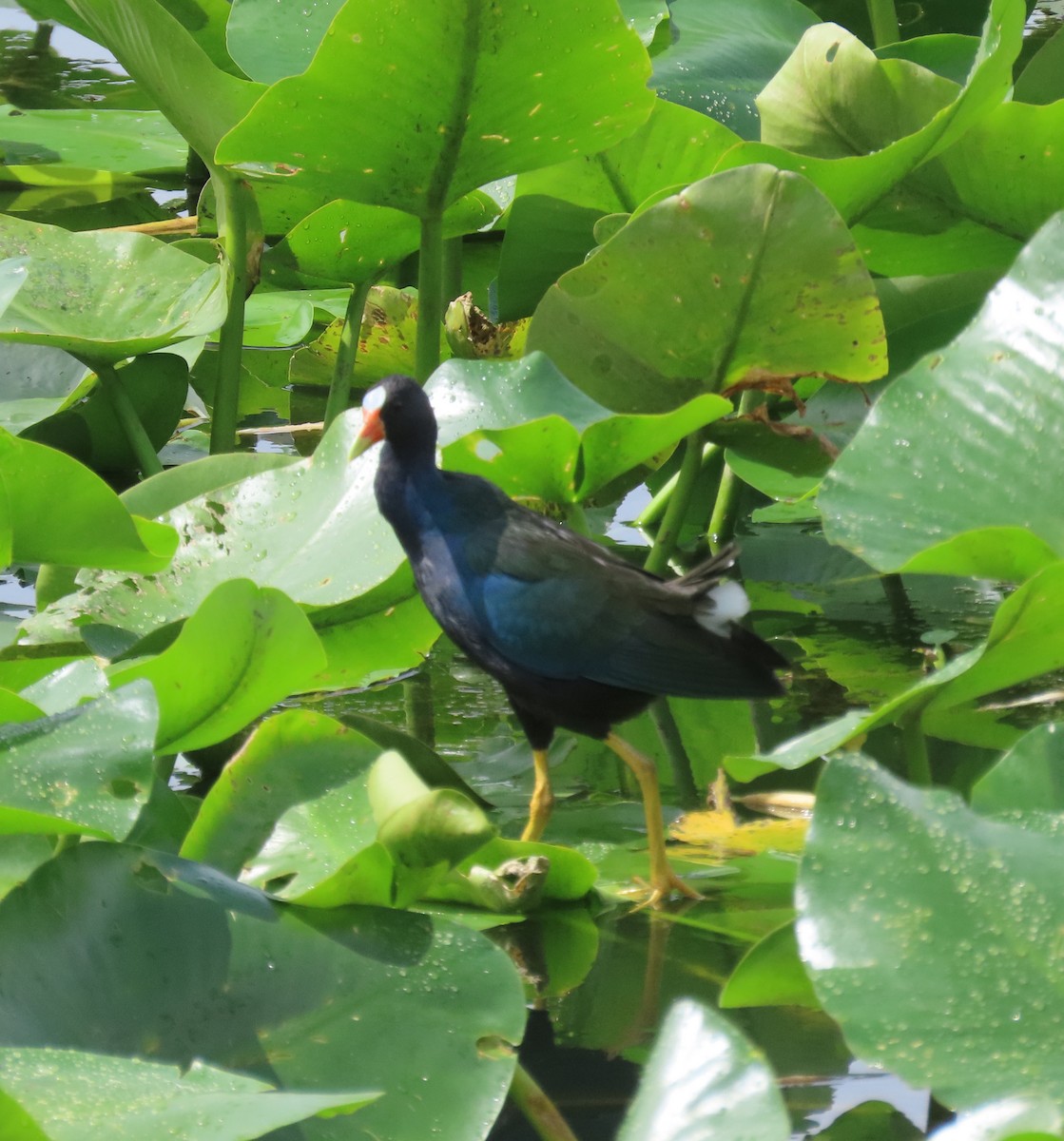 Purple Gallinule - ML642681899