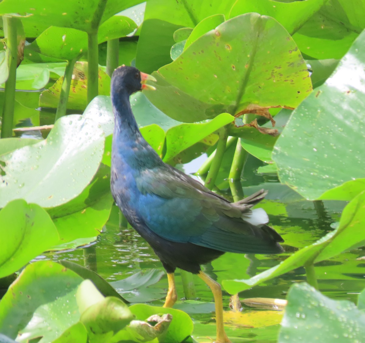 Purple Gallinule - ML642681908