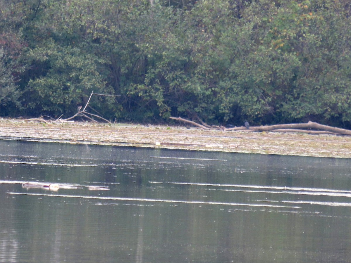 Green Heron - ML642681919