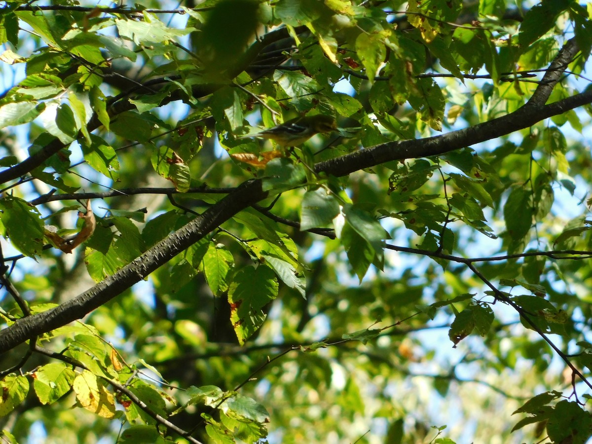 Black-throated Green Warbler - ML642681940