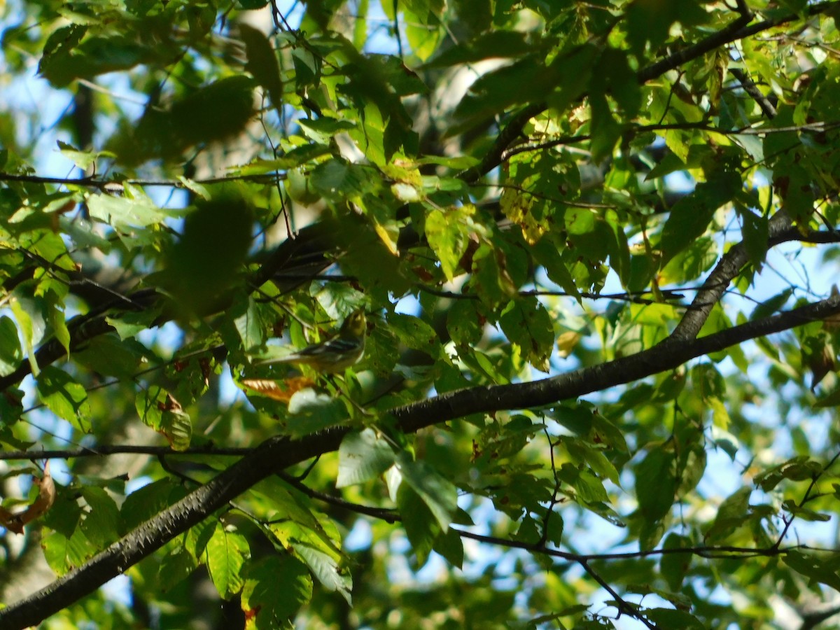 Black-throated Green Warbler - ML642681941