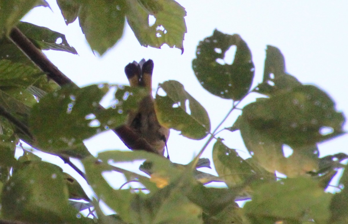 American Redstart - ML642681942