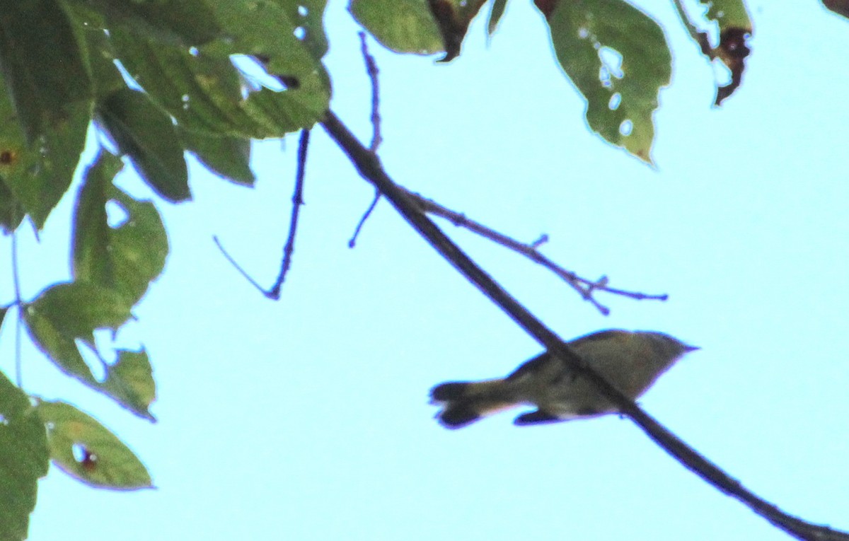 American Redstart - ML642681943