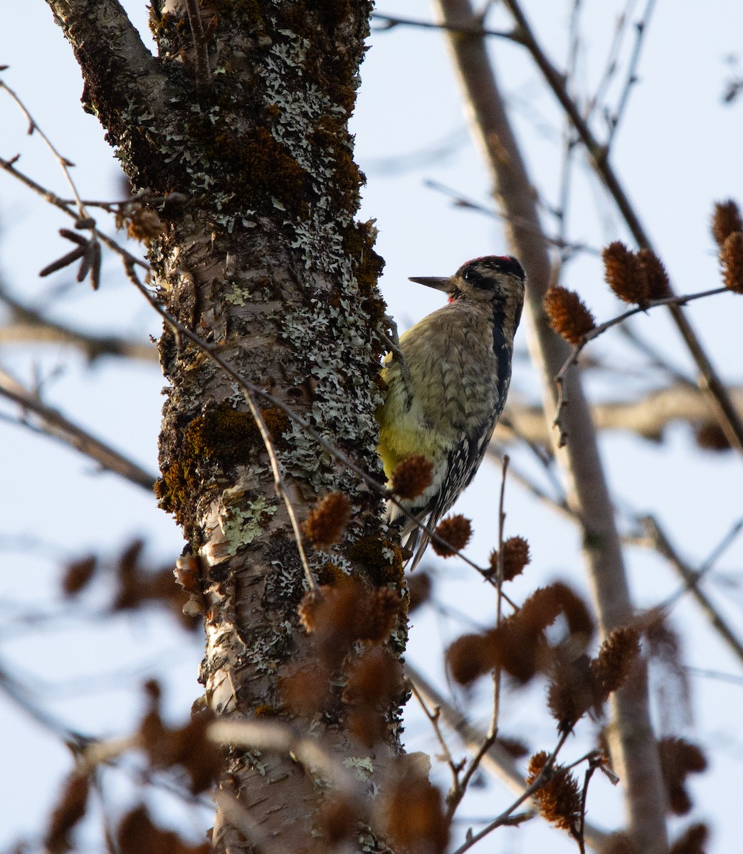Yellow-bellied Sapsucker - ML642681945