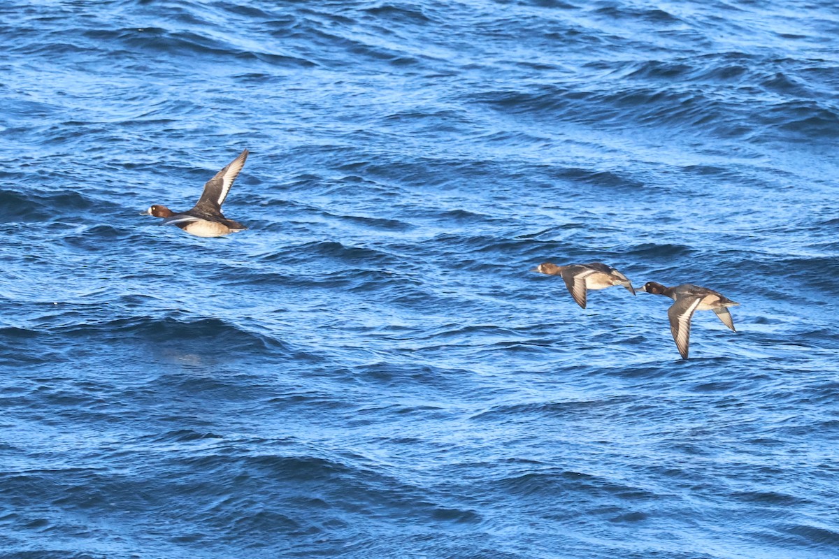 Greater Scaup - ML642681949