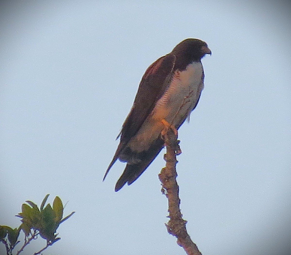 White-tailed Hawk - ML642681950