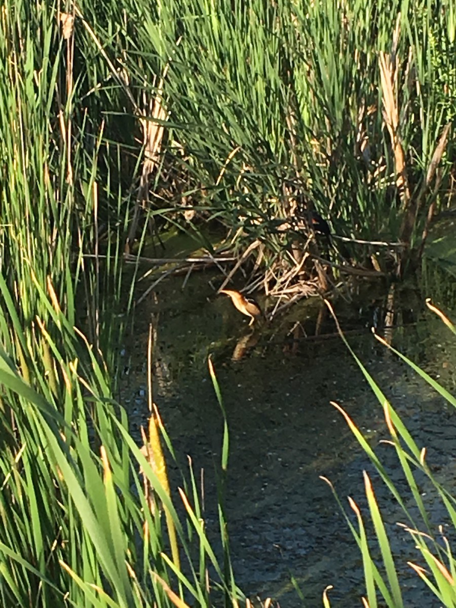 Least Bittern - ML642681951