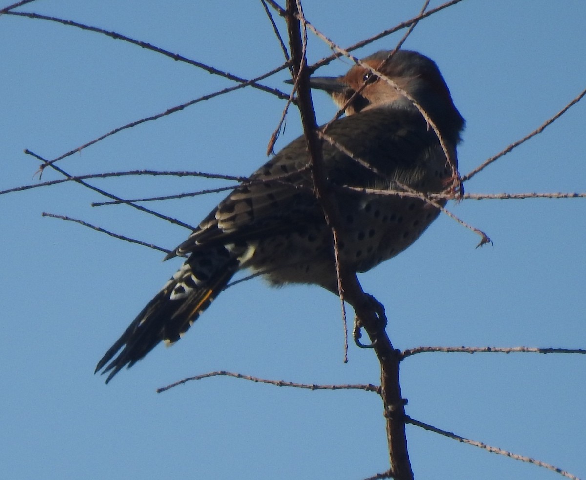 Northern Flicker - ML642681958