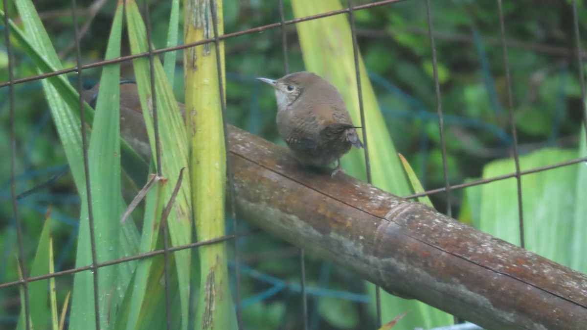 Northern House Wren - ML642681970