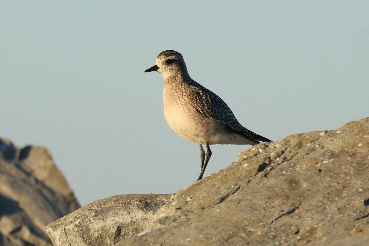 American Golden-Plover - ML642681979