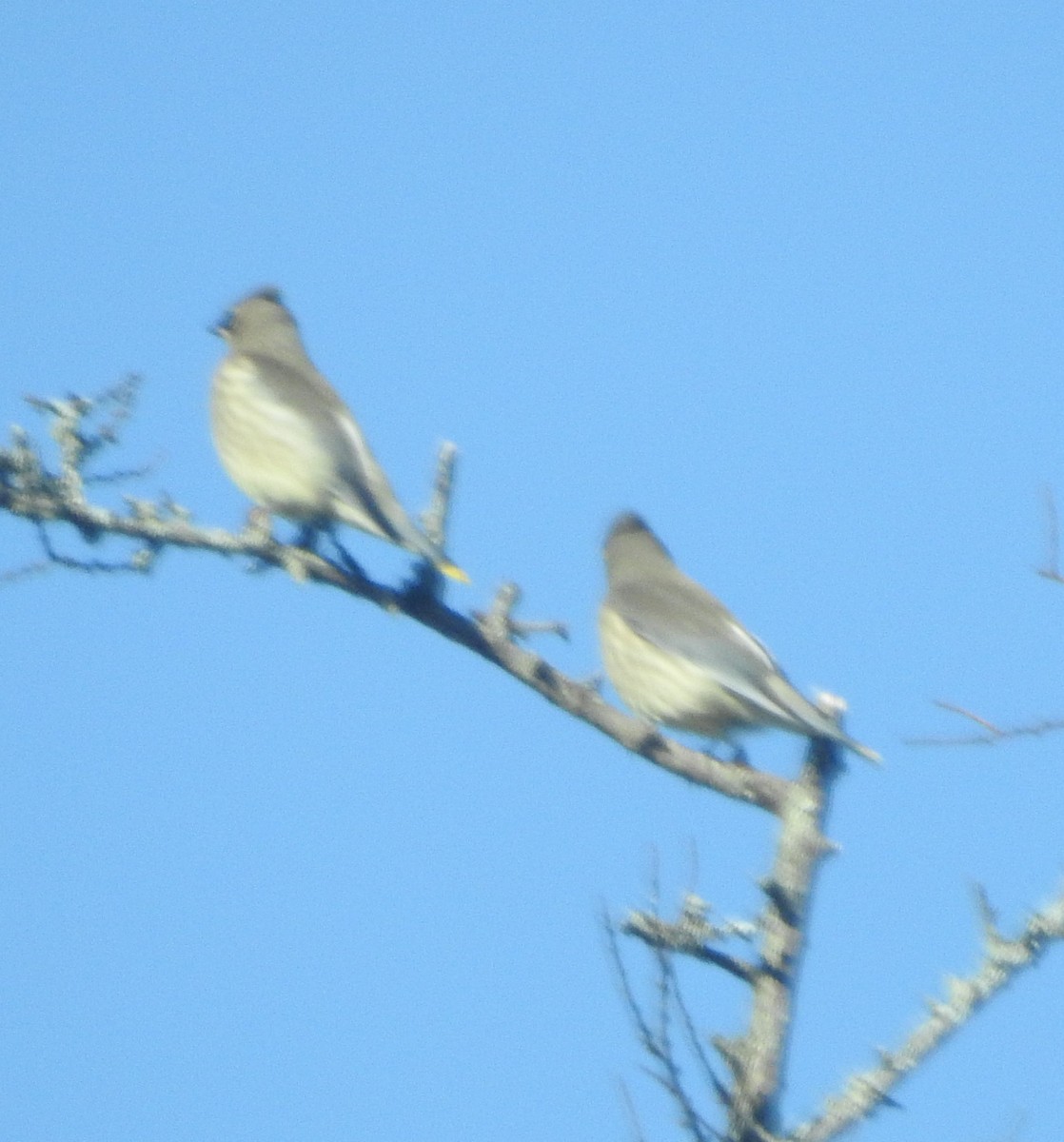 Cedar Waxwing - ML642681981