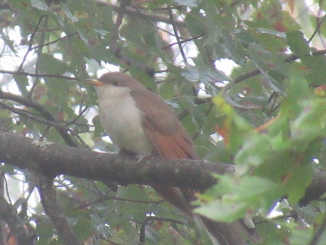 Yellow-billed Cuckoo - ML642681982