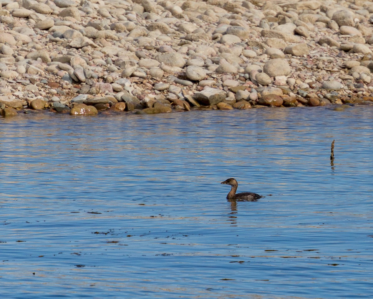 Pied-billed Grebe - ML642681984