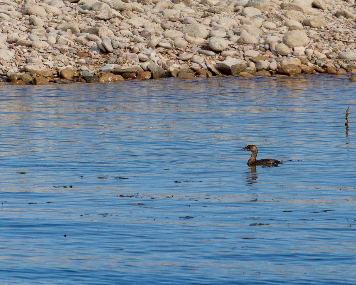 Pied-billed Grebe - ML642681985