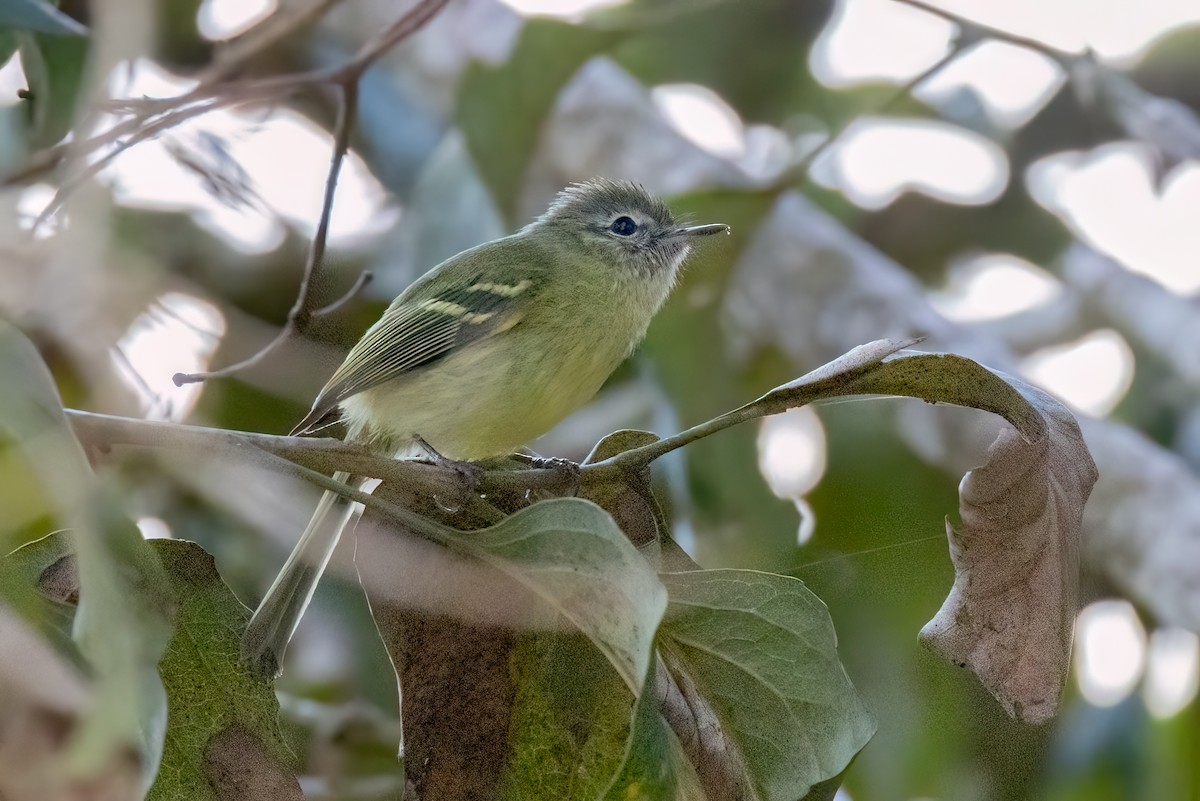 Mottle-cheeked Tyrannulet - ML642682009