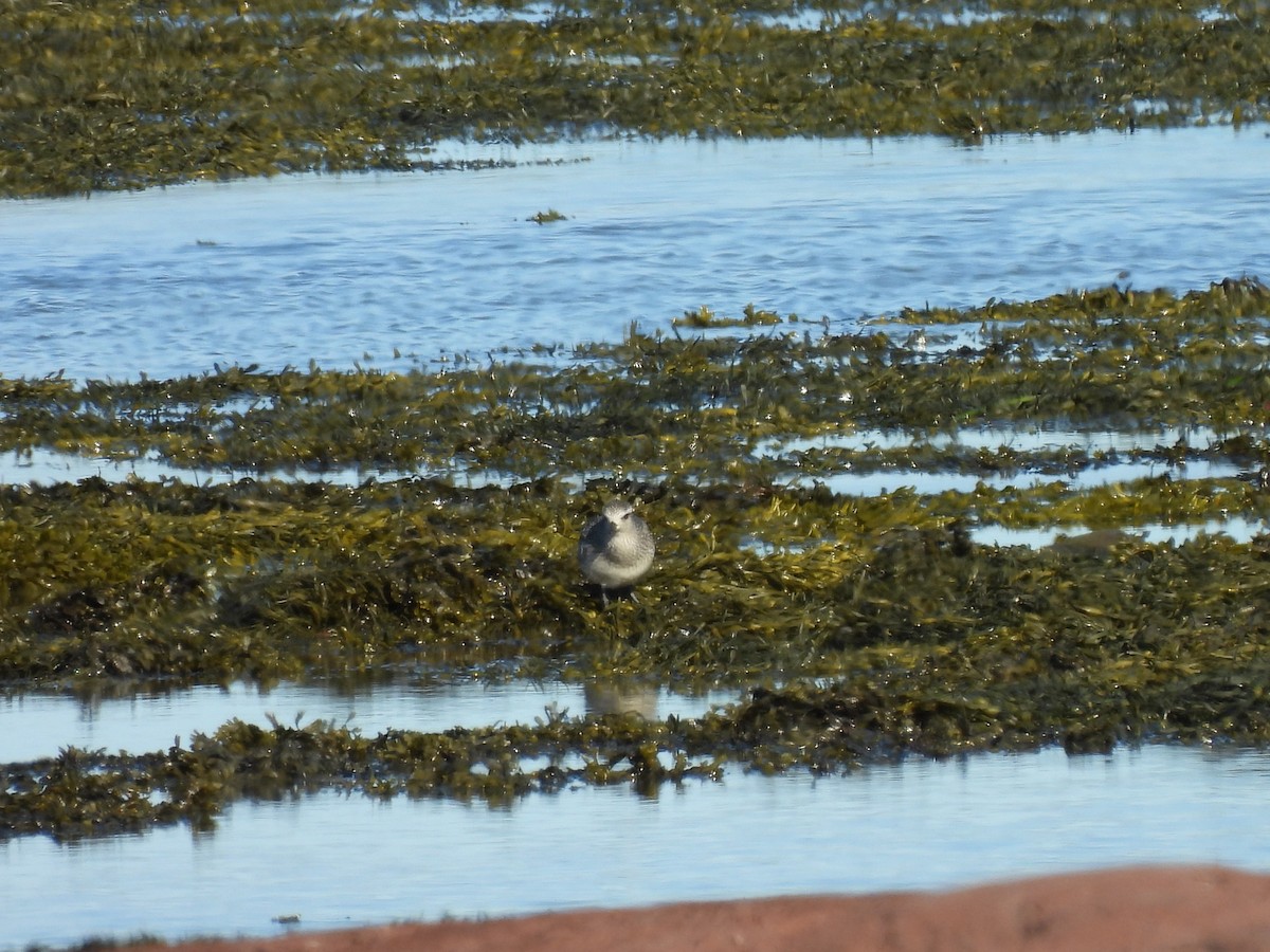 Pluvier argenté - ML642682020