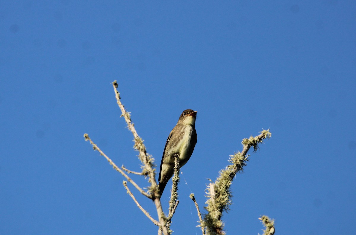 Olive-sided Flycatcher - ML642682030