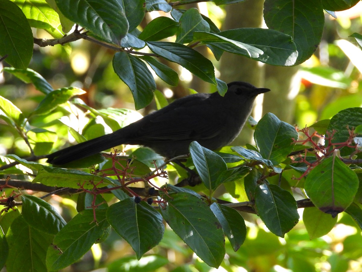Gray Catbird - ML642682031