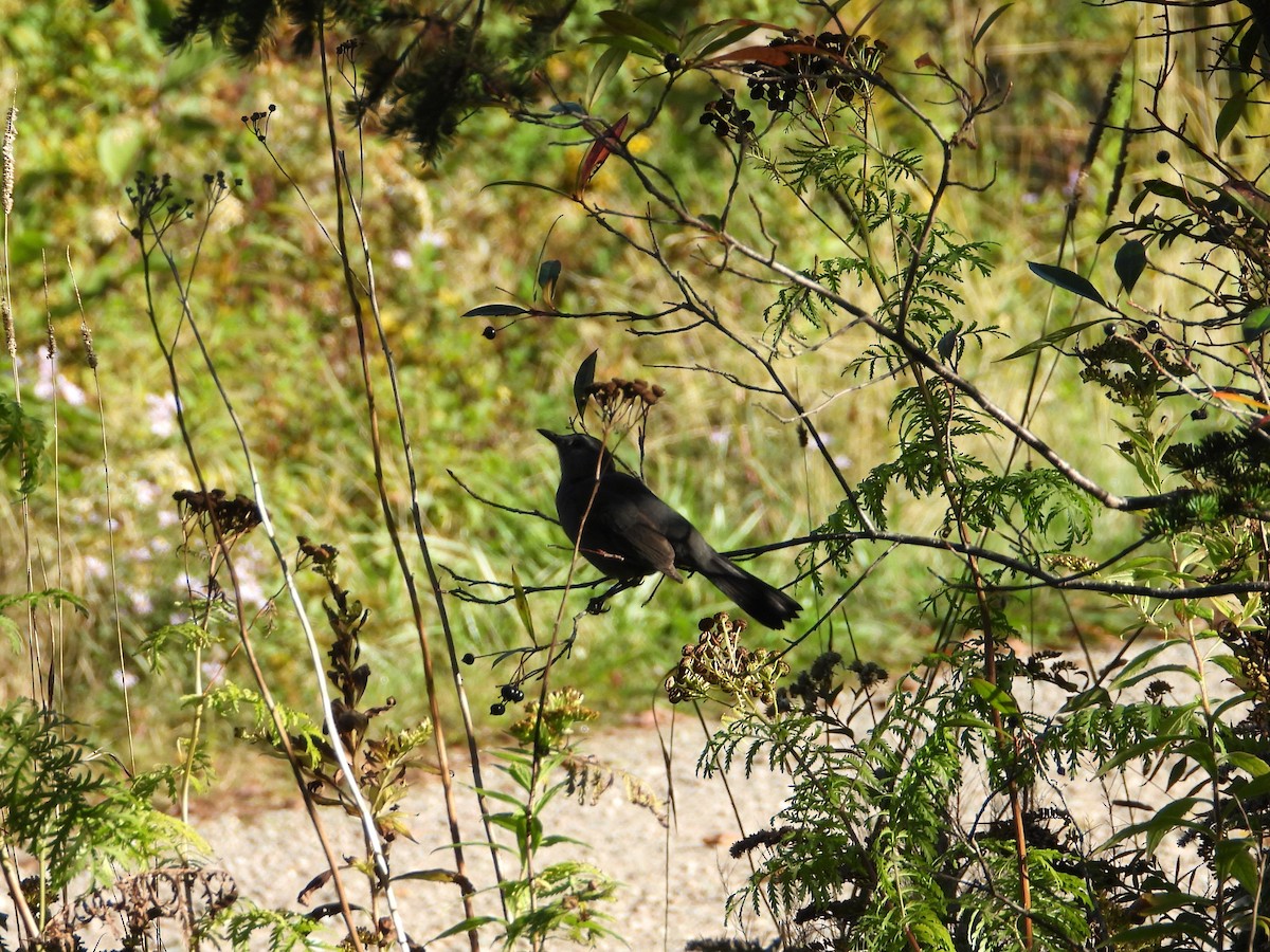 Gray Catbird - ML642682032