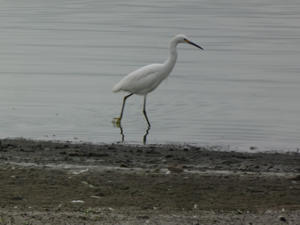 Snowy Egret - ML642682033