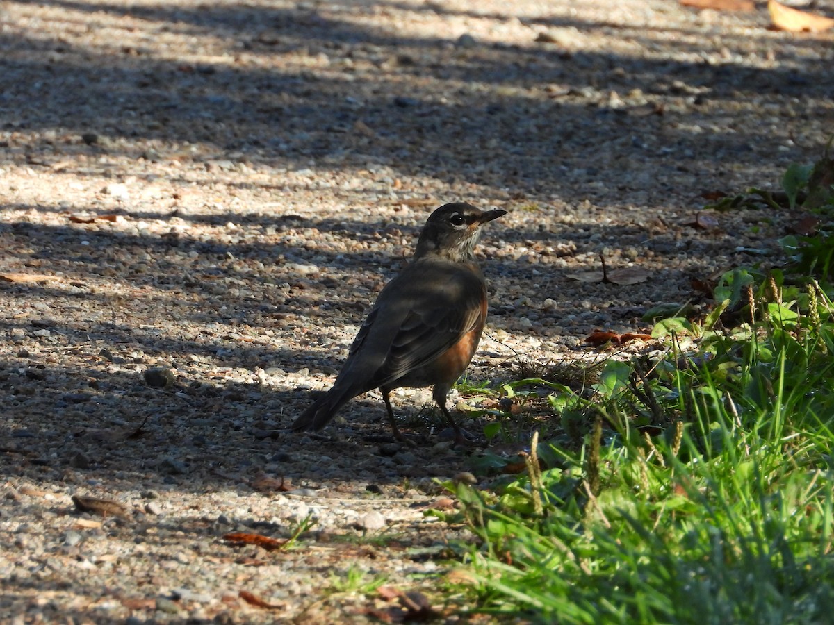 American Robin - ML642682038