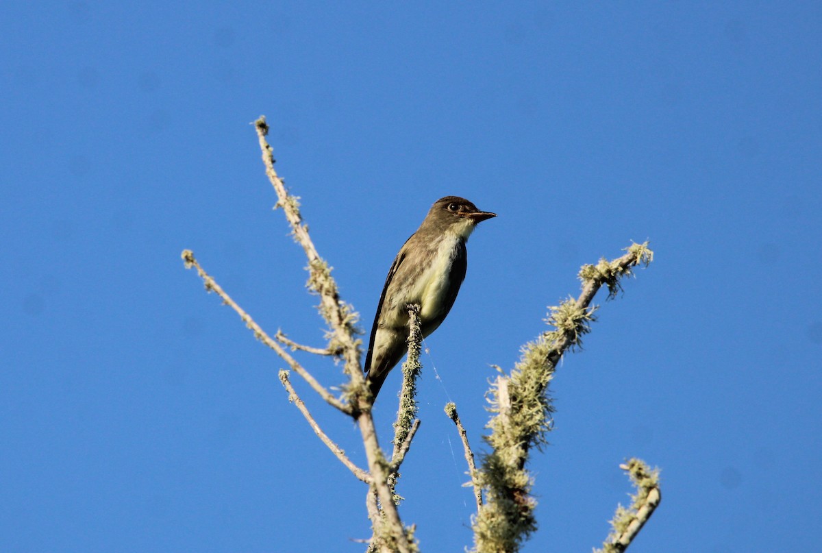 Olive-sided Flycatcher - ML642682039