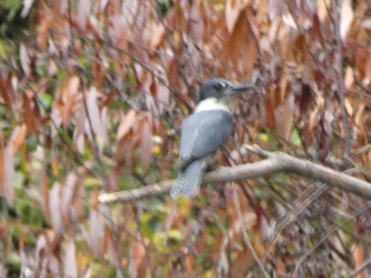 Belted Kingfisher - ML642682040