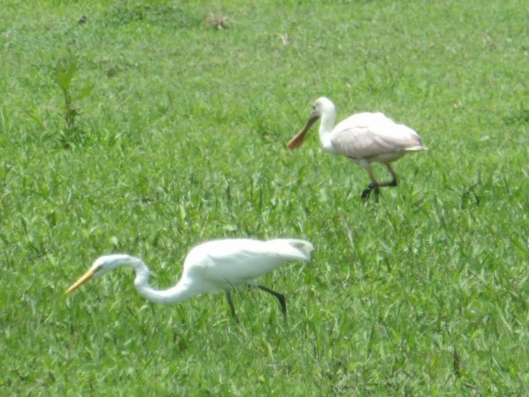Great Egret - ML642682041