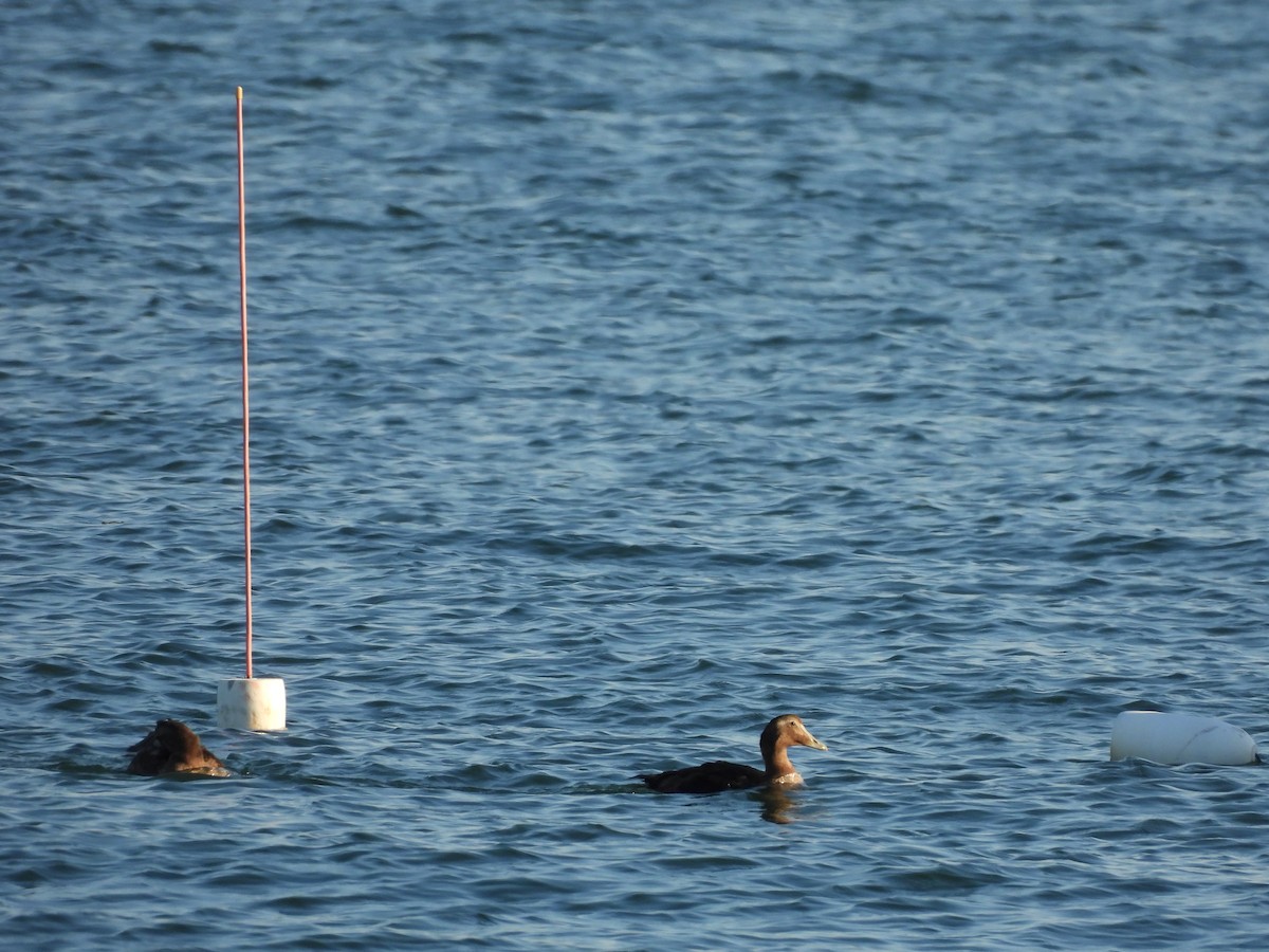Common Eider - ML642682042