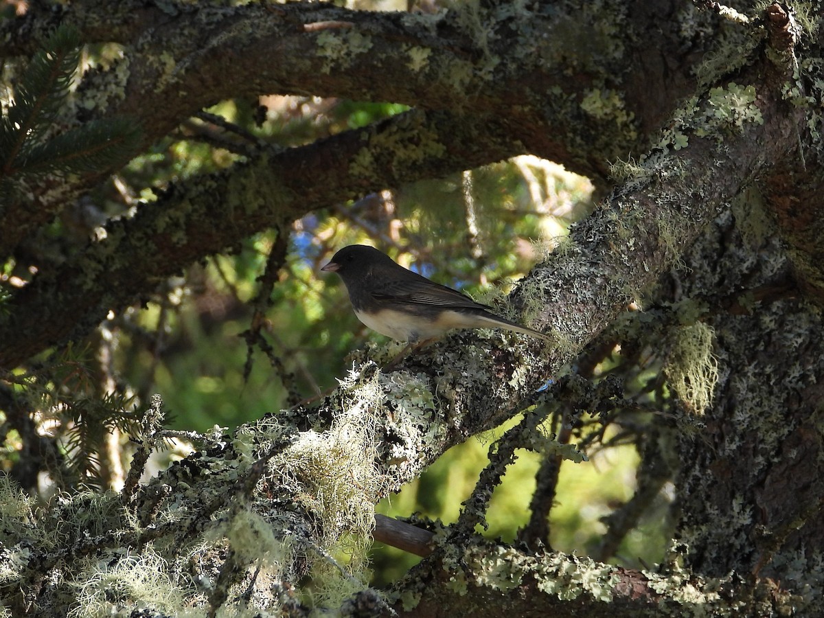 Dark-eyed Junco - ML642682045