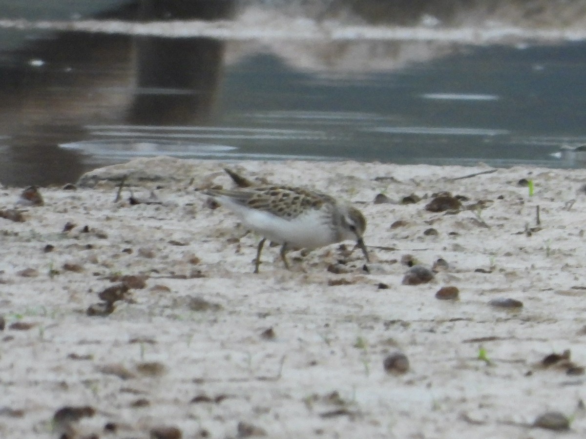 Semipalmated Sandpiper - ML642682047