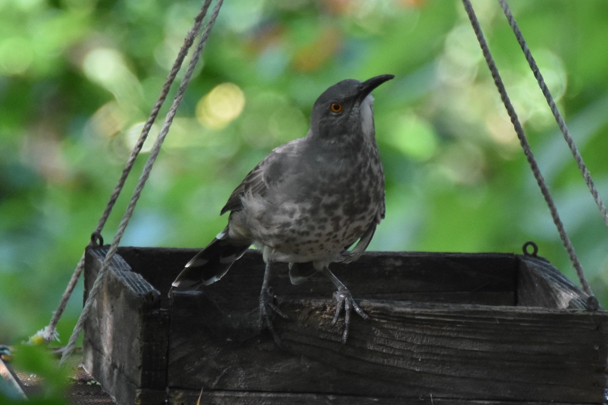 Curve-billed Thrasher - ML642682048