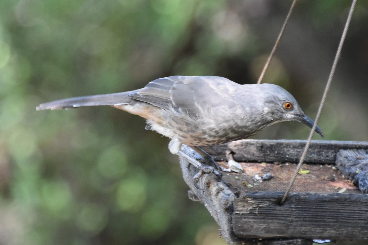 Curve-billed Thrasher - ML642682049
