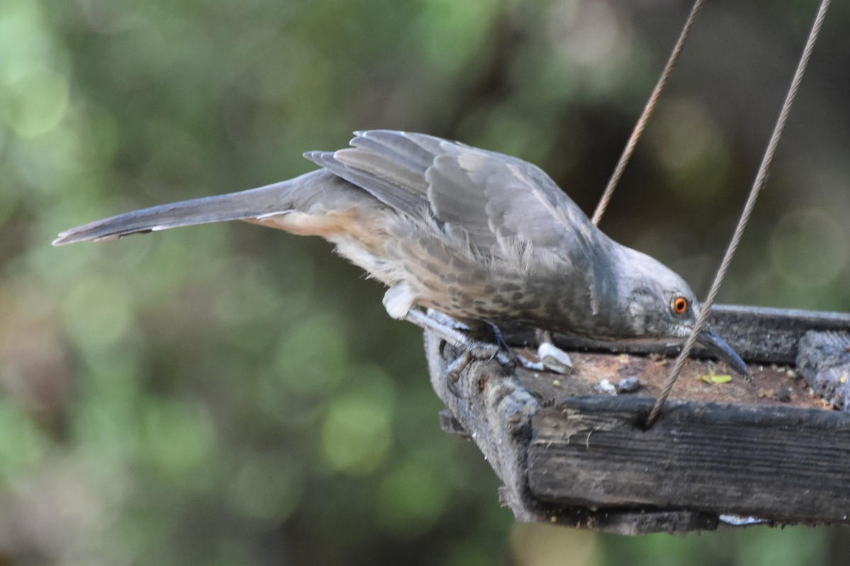 Curve-billed Thrasher - ML642682050
