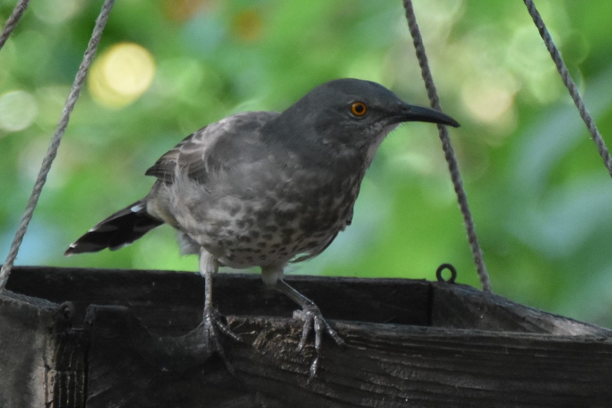 Curve-billed Thrasher - ML642682051