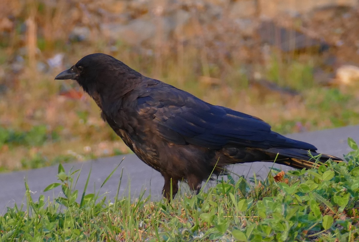 American Crow - ML642682052