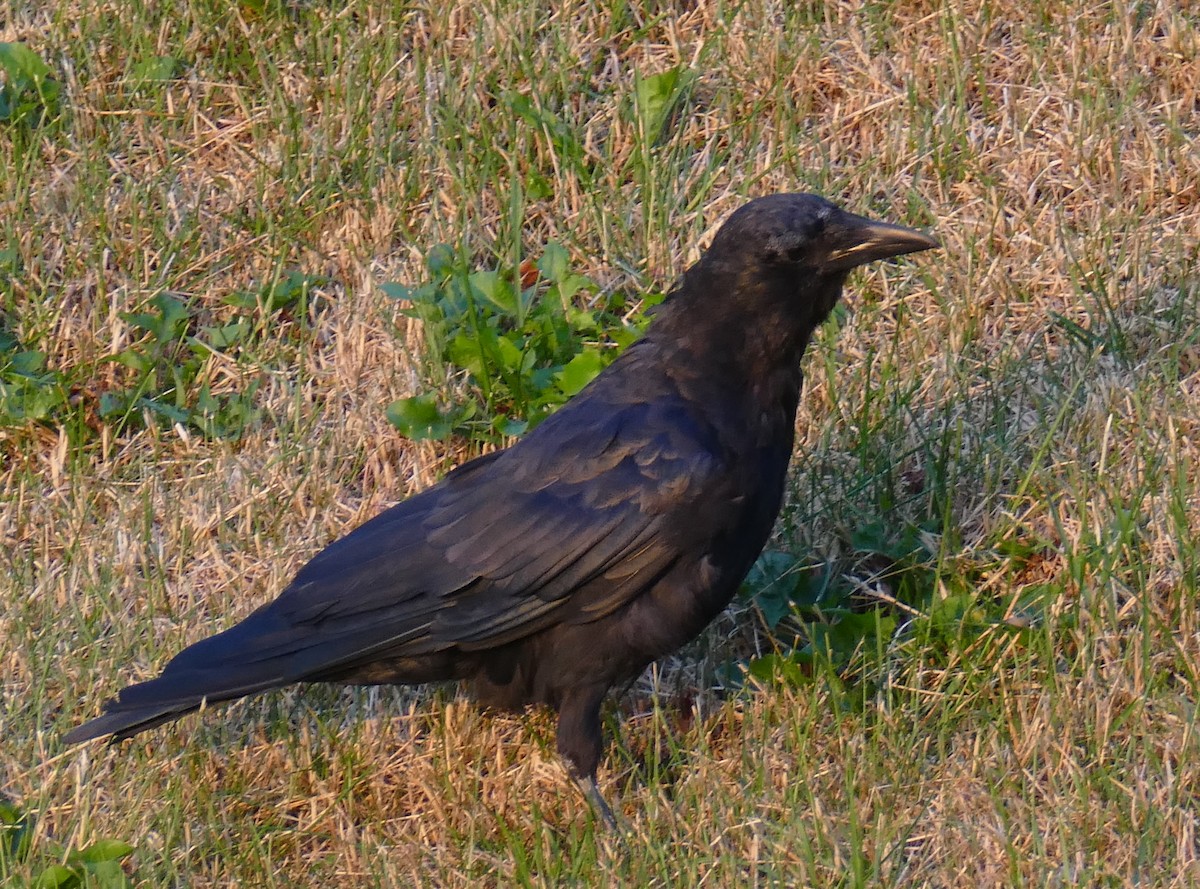 American Crow - ML642682053