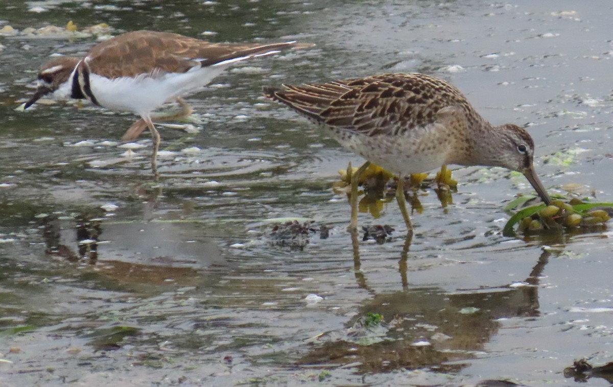 Short-billed Dowitcher - ML642682055