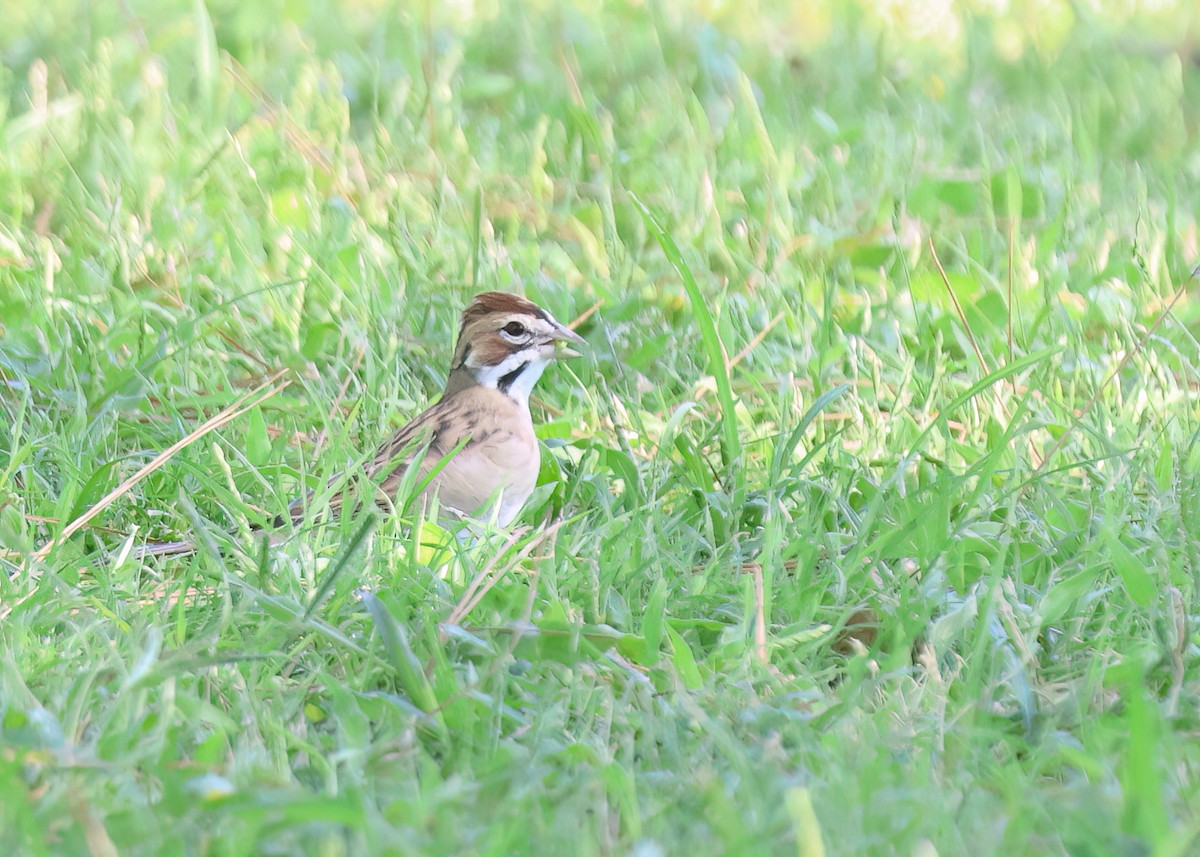 Lark Sparrow - ML642682056