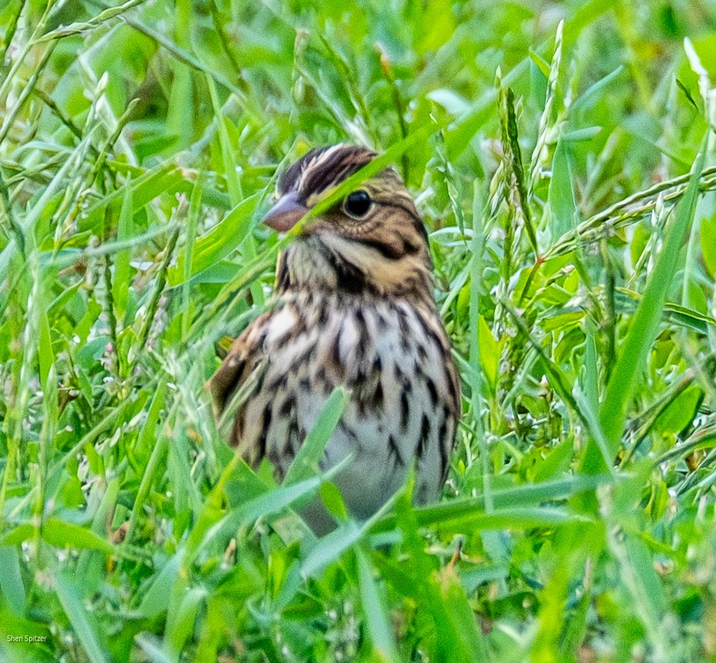 Savannah Sparrow - ML642682057