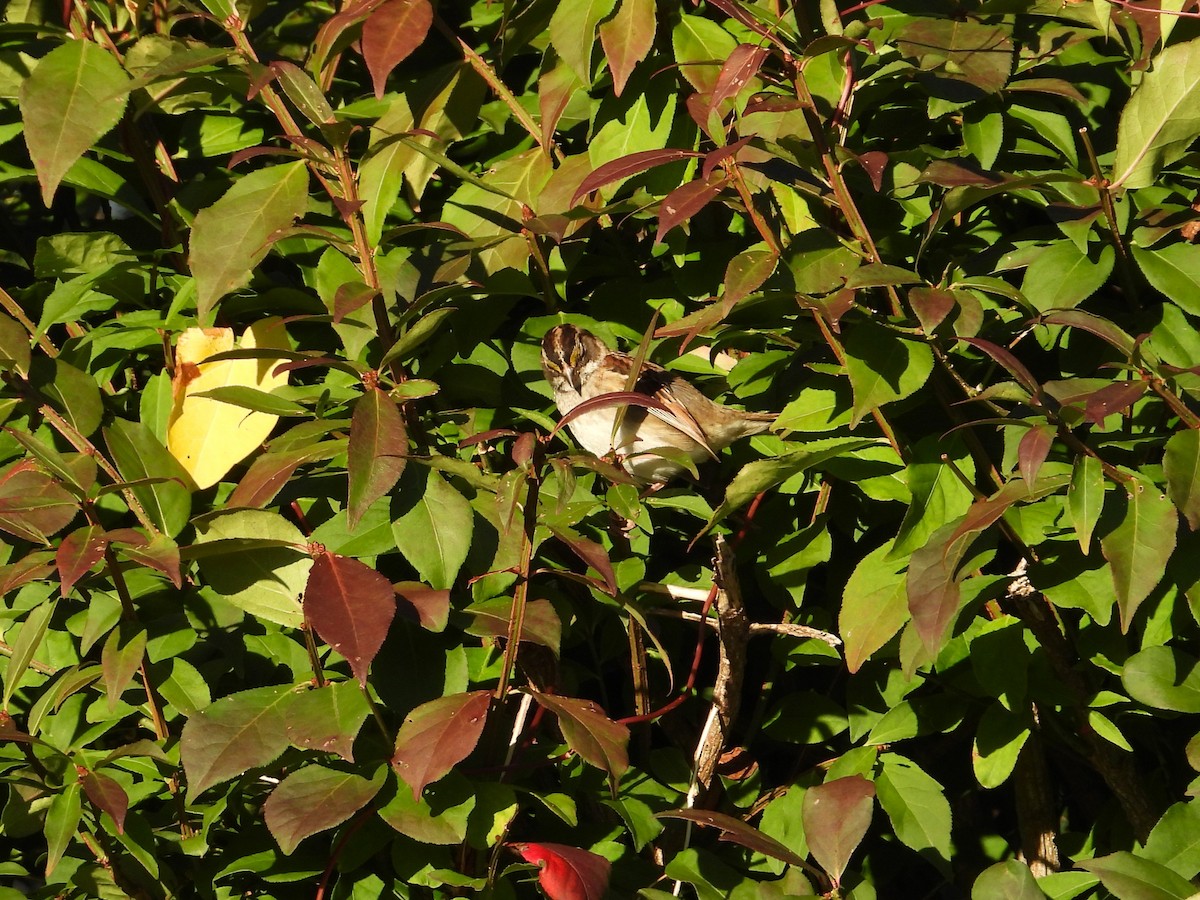 White-throated Sparrow - ML642682059