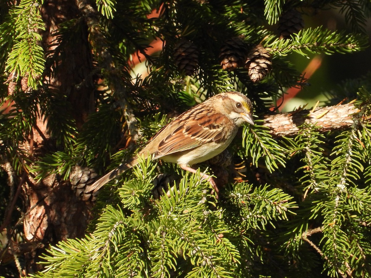 White-throated Sparrow - ML642682060