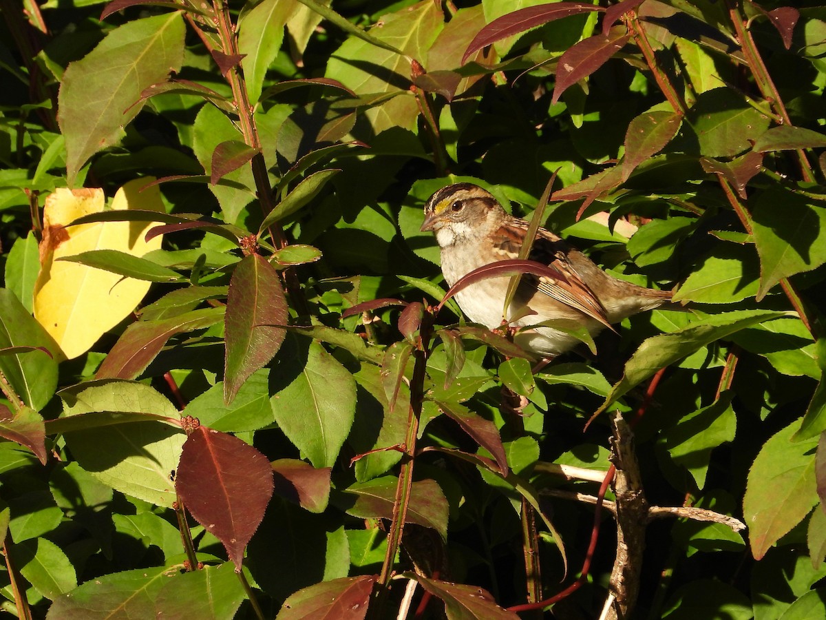 White-throated Sparrow - ML642682061