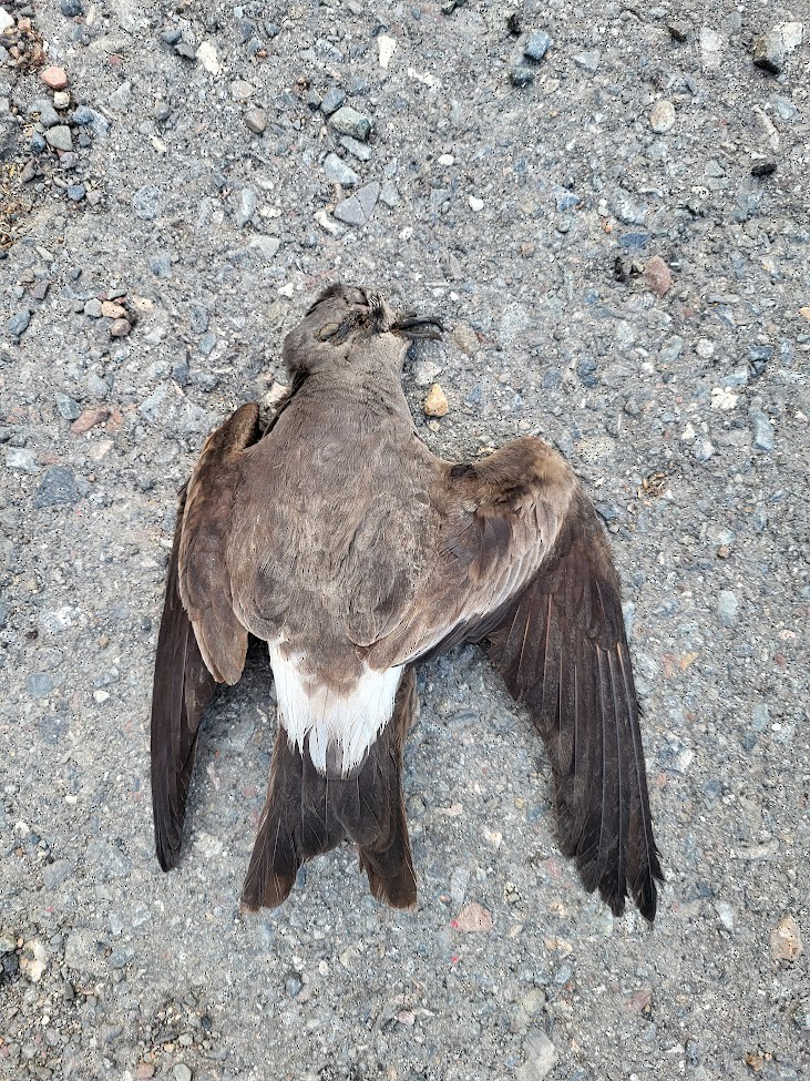 Leach's Storm-Petrel - ML642682062