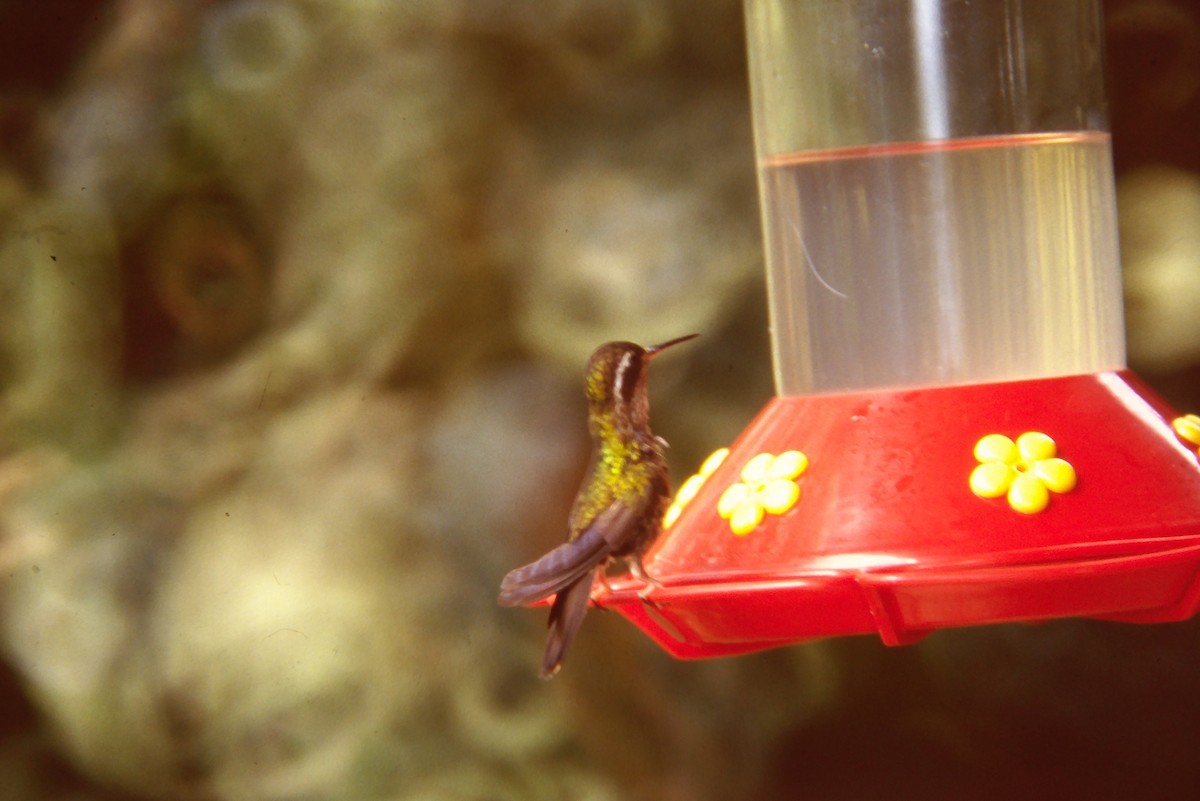 Colibri moucheté - ML642682070