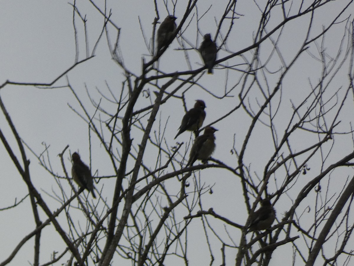 Cedar Waxwing - ML642682071