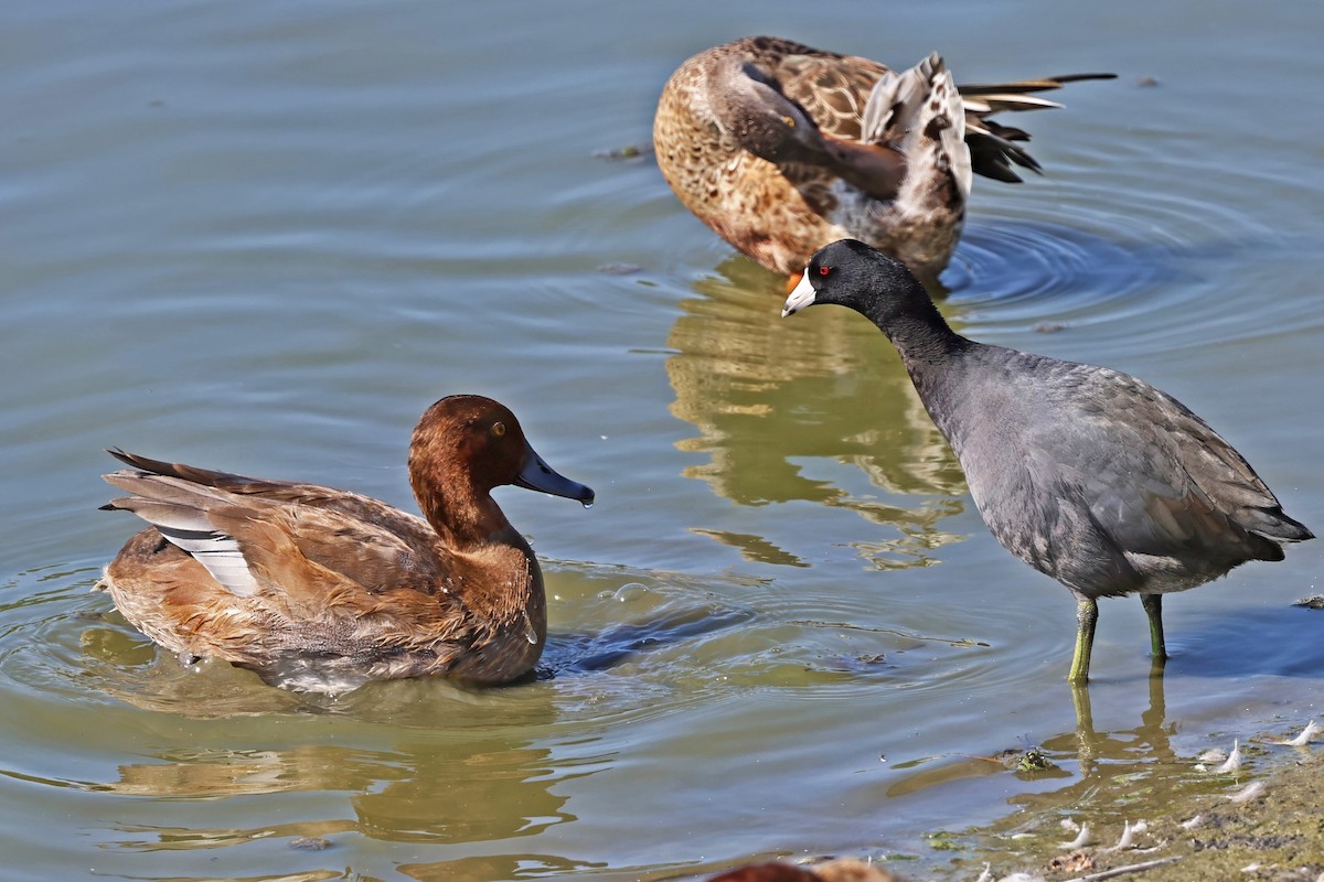 American Coot - ML642682083