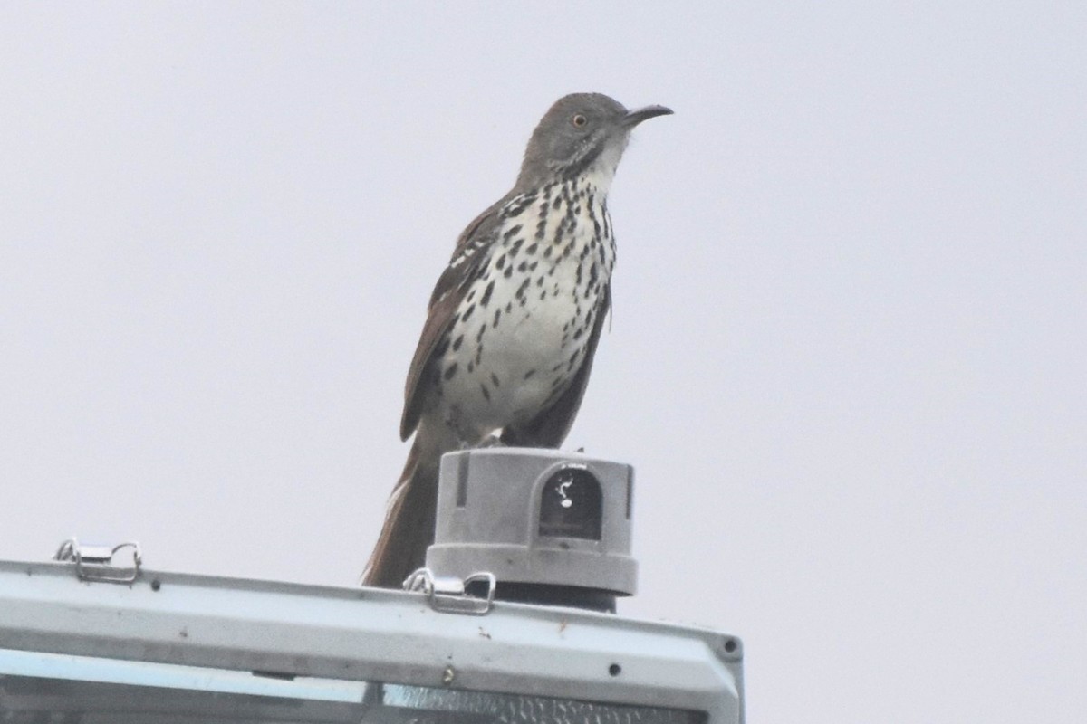 Long-billed Thrasher - ML642682090
